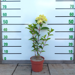 Hortenzia metlinatá (Hydrangea paniculata) ´SILVER DOLLAR´ - výška 20-30 cm, kont. C2L